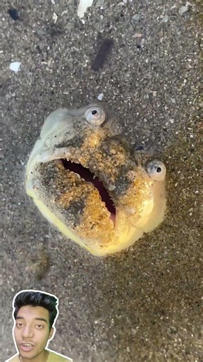 AXOLOTL SECRETS EXPOSED! (They Don't Want You To Know)