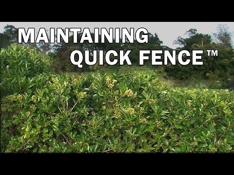Maintaining Quick Fence™ Viburnum