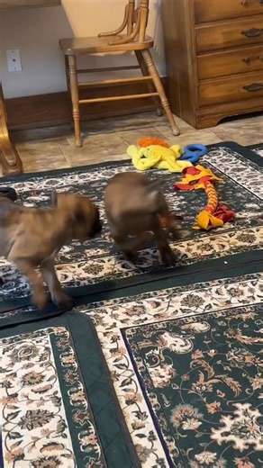 Tennessee Boxer puppies for adoption Tennessee Tennessee Boxer rescue Adopt Boxer puppy Nashville TN Boxer adoption Memphis TN Teacup Boxer adoption Knoxville TN Free Boxer puppies Tennessee Boxer rescue near me TN Adopt Boxer puppy Chattanooga TN Boxer puppies Clarksville TN Boxer rescue Murfreesboro TN | Adopt A Boxer Rescue