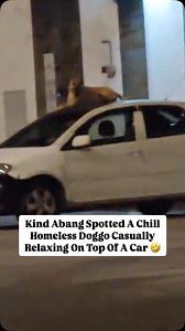 44K views · 50K reactions | This cute homeless doggo definitely picked up the art of chilling on top of a car from a cat!  Video via: fazlee993/Tiktok . . . #myforeverdoggo #dogsofmalaysia #rescuedogsofinstagram #adoptdontshop #bekindtoanimals #loveallbeings | My Forever Doggo | Facebook