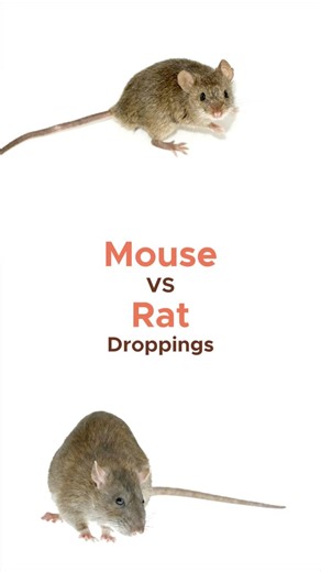 Not all rodent droppings are created equal... Here's how to tell which one has been visiting your home! 🐭💩 #protrap #pestcontrol #pestmanagement #wildlifecontrol #windsorontario #sarniaontario #chathamkent #homeprotection rodents #rodentcontrol #rodentprotection | Pro Trap Wildlife Control & Pest Management