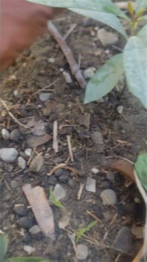 How To Grow Pomegranate🍅Fruit . #organicfood #pomegranate #shorts #satisfying #fruit #garden #fruit