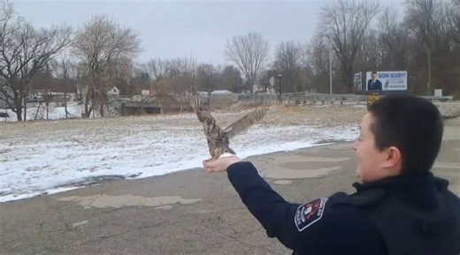 Owl reclaims Saginaw County skies 2 months after being rescued by police officer