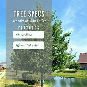 Sun Valley Red Maple