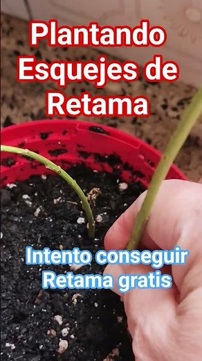 Cómo reproducir Retama/Multiplicar Retama por esquejes/Retama de Flor/Retama de Flores amarillas