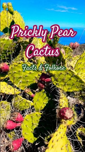 Prickly Pear Cactus l Facts & Folklore with Desert Winds ASMR #desertwildflowers