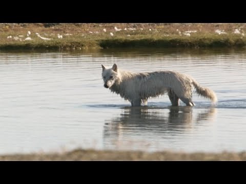 The Lost Wolf | White Falcon, White Wolf (Part 5) | BBC Earth