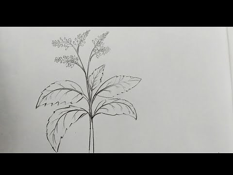 How to draw a medicinal plants//tulsi leaf(holy basil) //science//EVS for Kids#medicinalplant#tulsi
