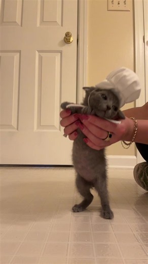Dancing cat Rata-Bertie with top-heavy chef's hat