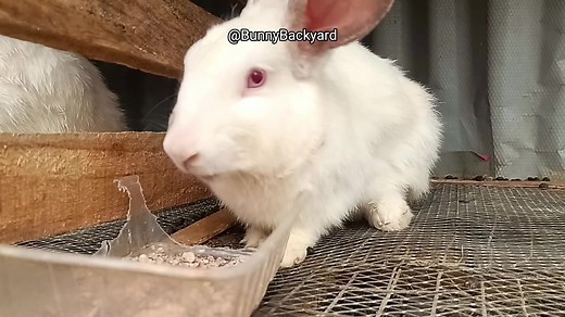 Cómo identificar a una coneja embarazada: 6 señales