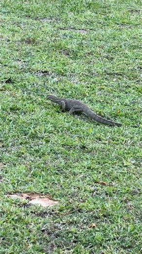 Small cute monitor lizard 🦎 #monitorlizard #cutebaby #reptiles #reptilekingdom #kualalumpur