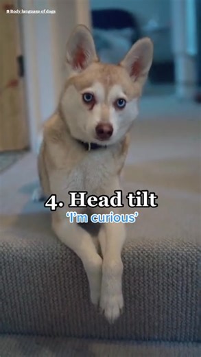 Dog Language 101: 5 Hidden Messages 🐾 | Life With Klee Kai