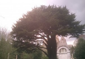 Highgate Cemetery photos