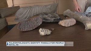 Paleontologists Identify Fossils