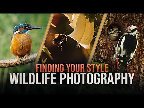 3 Styles of wildlife photography and How to do them in UNDER 3 MINUTES