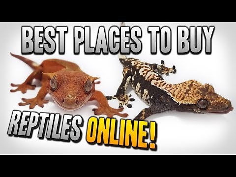 Best Places To Buy Reptiles Online! 2021