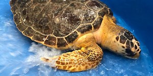 Founder of Karen Beasley Sea Turtle Rescue and Rehabilitation Center retires, new director named