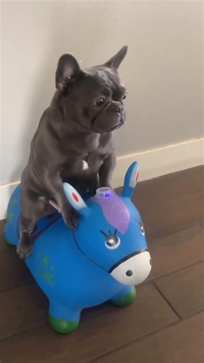 These Bulldogs Knows How To Make People Smile!