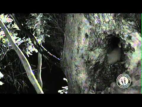 The Leadbeater's Possum