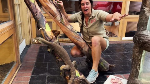 monitor lizard feeding frenzy!