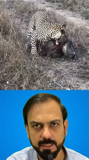 Who came on top in the leopard vs hyena battle? #shorts