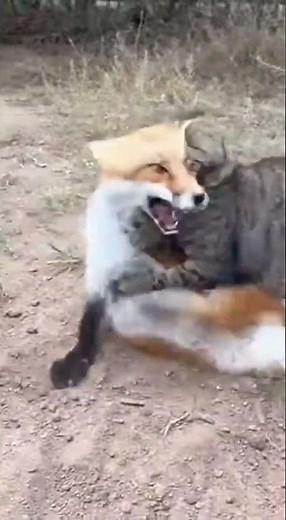 💥😼 Fearless Cat Fights Off A Fox #CatVsFox #AnimalFight #Cats
