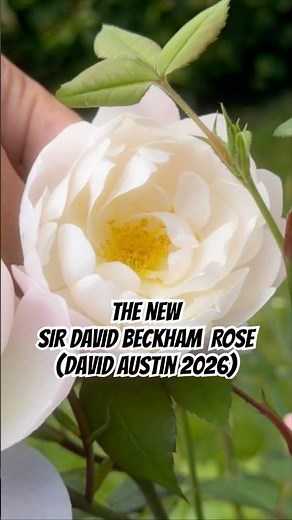 Sir David Beckham vs Desdemona 🌹 Same Rose?