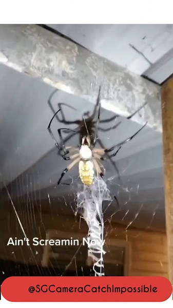 An orb weaver spider wraps up a cicada at astonishing speed Subscribe now and get ready to be wowed by the impossible, caught on camera. #lifecycle #timelapse #brutalnature #SGCameraCatchImpossible #Action #Adventure #Capturedoncamera #Incrediblestunts #Amazingclips #Mindbogglingmoments #Unbelievableoccurrences #Incrediblevideos #Mustwatchfootage #spectacularvideos