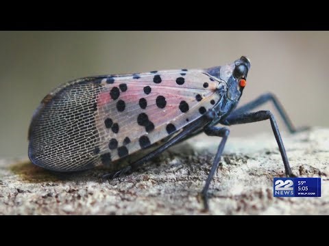 How to identify Spotted Lanternfly egg masses
