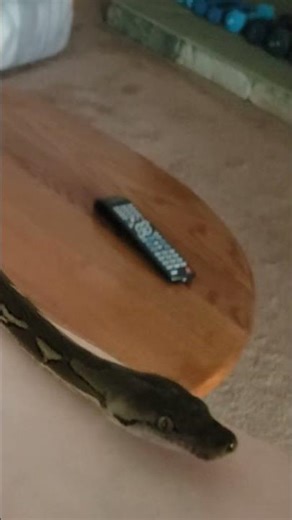 my baby normal Reticulated Python