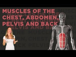 Muscles of the Chest, Abdomen, Pelvis and Back
