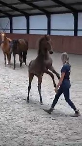 Sara’s favourite party trick... - Feather Light Horsemanship