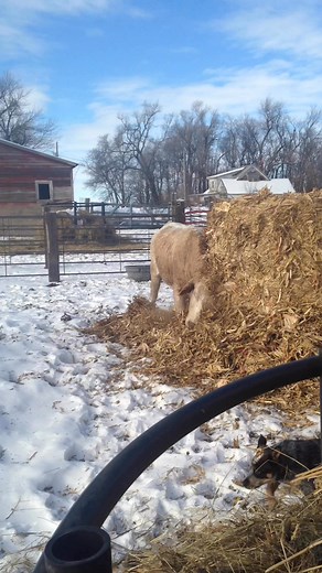 9.2K views · 128 reactions | Jan 1. 2015: The day I unloaded my first rodeo cow “Greta” at home. Started off with one cow, an F150 pickup, bumper pull trailer, and dream of becoming a stock contractor. Still a long ways to go but many rivers have been crossed along the way. | Raise Em’ Rank | Facebook