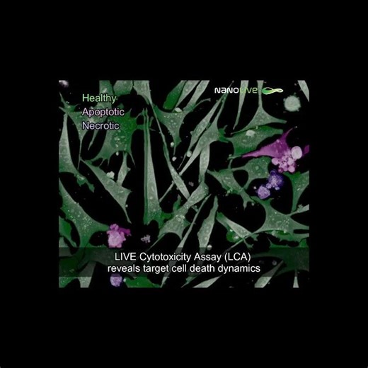 Cytotoxicity assay in action: Why does it matter?