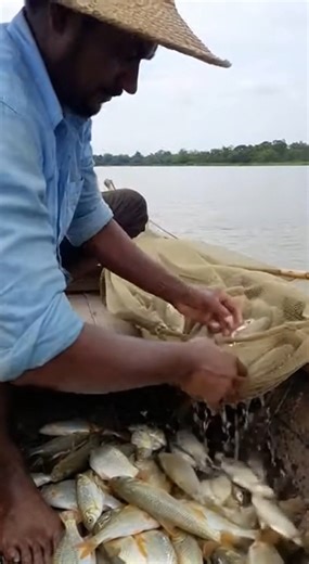 Traditional Net Fishing in Natural Water #traditionalfishing #fish #nature