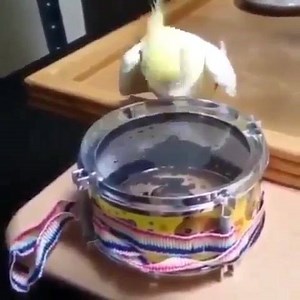 134K views · 1.1K shares | Birb Memes on Reels | Facebook