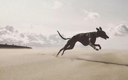 【IPPA 2018 手机摄影大赛获奖作品欣赏】iPhone Photography Awards是创立于2007年的iPhone摄影大奖