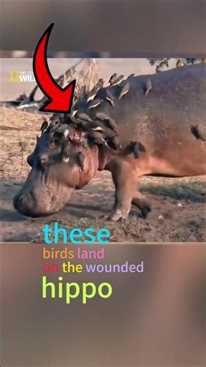 These Birds Drink Blood… But They Actually Save Lives!