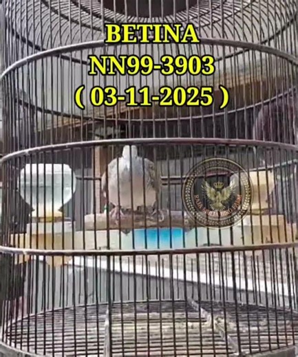 BETINA NN99-3903/A1 ( CRISTAL-822/H3 x NN99-2891/A7 ). ( 03-11-2025 )