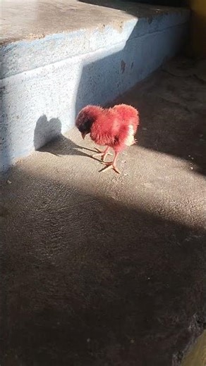 Color Chicks -How it sleepssss