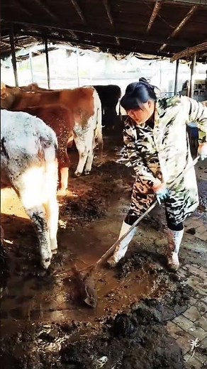 Rural Cattle Farming Life – Hard Work Every Day 🐄🔥