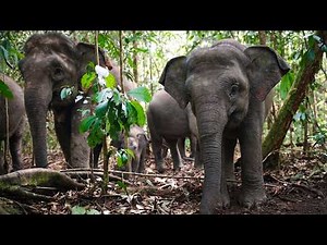 Jungles Of Asia : Survival in the Heart of the Wilderness