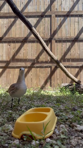 Patient update: This Laughing Gull was found on a boat, unable to fly, on November 12th. The patient was emaciated and mildly dehydrated. The gull was incredibly weak, so we administered Vitamin B and fluids immediately. We also initiated our refeeding protocol, which involves a process of gradual reintroduction of food. Day by day, this patient was gaining weight and becoming more comfortable, thanks to the assistance of pain medication. The gull gained 20g, and along with that, the strength to