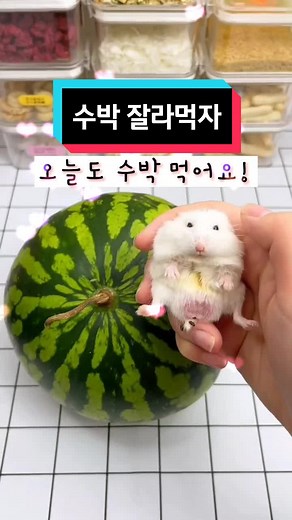 귀여운 햄스터의 먹방 시간! 수박 먹이기🍉