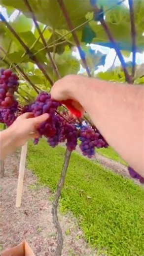 Grape Picking #shortsviral #grape #picking #amazing #fruit