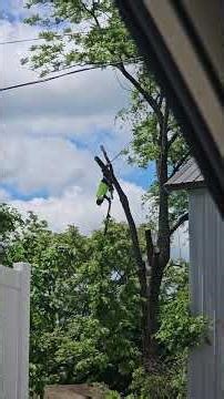 "Tree climber " fail. #fail #halfprice #workfails #noclue