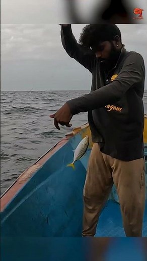 Catching Yellowtail Scad in the Sea #fishing #fishingvideo #fishingtime
