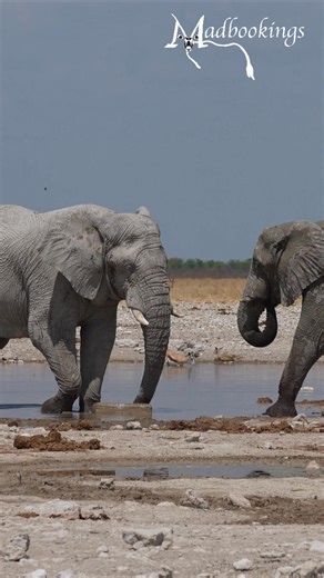 Elephants at Etosha National Park. #namibia #elephants #etosha #namibiatravel #namibiatourism #visitnamibia #travelnamibia #safari #wildlife #desert #travelphotography | Madbookings - Travel Experts in Africa & Asia
