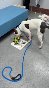 Mike Wosowski needs a home. He is delightful! | Genesee County Animal Shelter Dogs and Cats