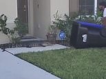 Brave man traps alligator inside a trash can before letting down a hill